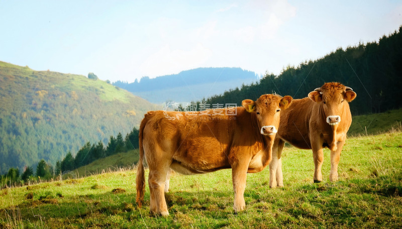 黄牛与山林的宁静氛围