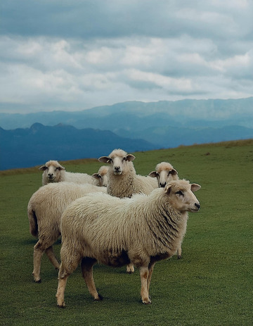 绵羊在广袤草地的活力四射