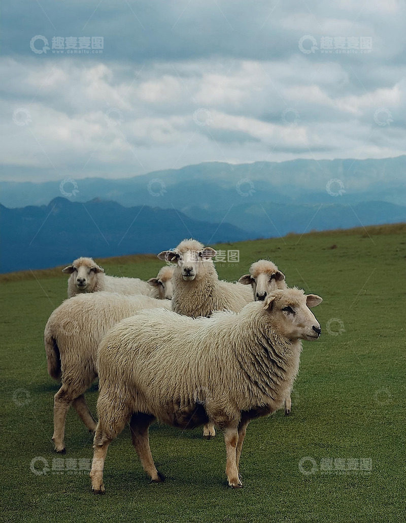 高清大图下载【趣麦麦图】绵羊在广袤草地的活力四射