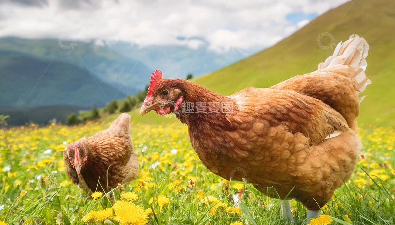 高清大图下载【趣麦麦图】鸡的旷野韵味