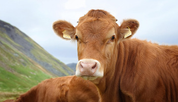 黄牛的牧场节奏1