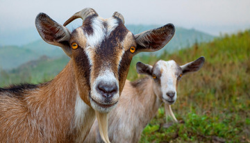 羊与山峦的和谐共处