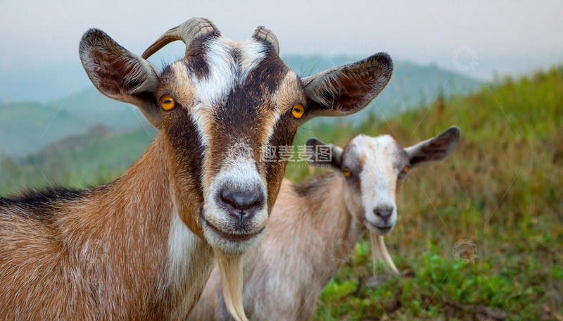 高清大图下载【趣麦麦图】羊与山峦的和谐共处