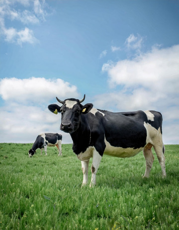 奶牛的牧场故事汇