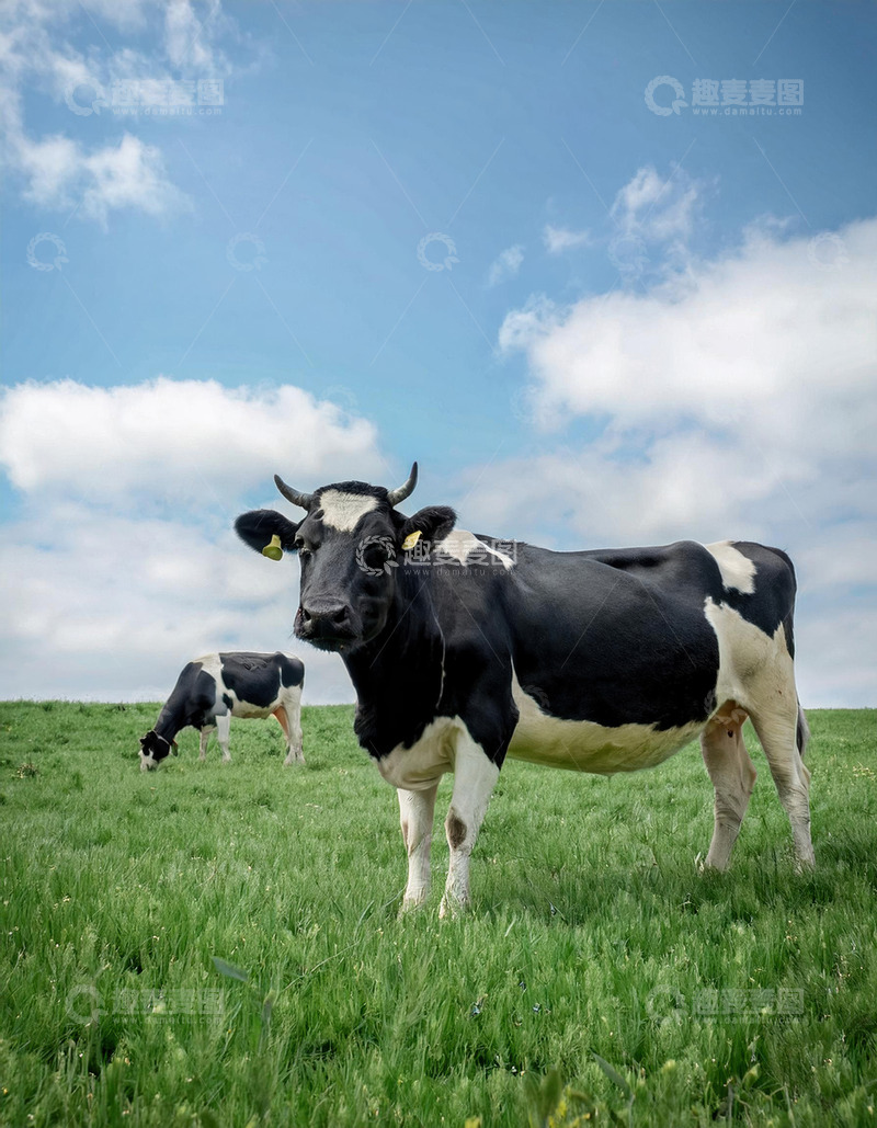 高清大图下载【趣麦麦图】奶牛的牧场故事汇