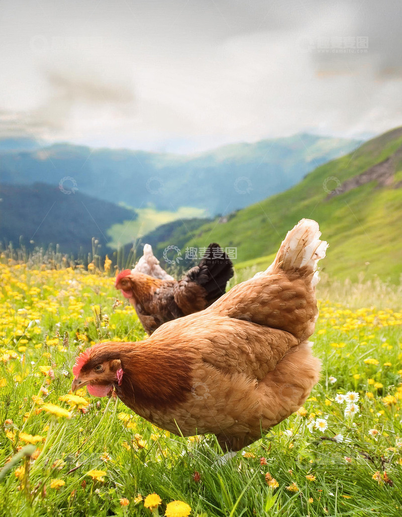 高清大图下载【趣麦麦图】鸡的灵动瞬间在草地