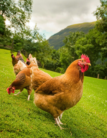鸡的乡村生活记忆