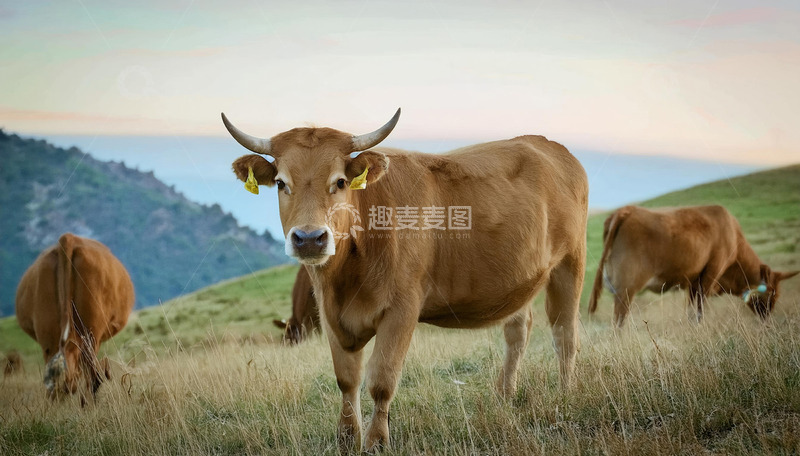 高清大图下载【趣麦麦图】黄牛的牧场节奏