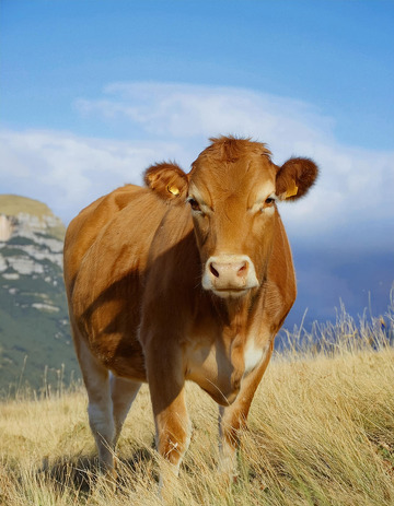 黄牛与山林的和谐之美