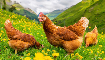 鸡与自然的共生之美