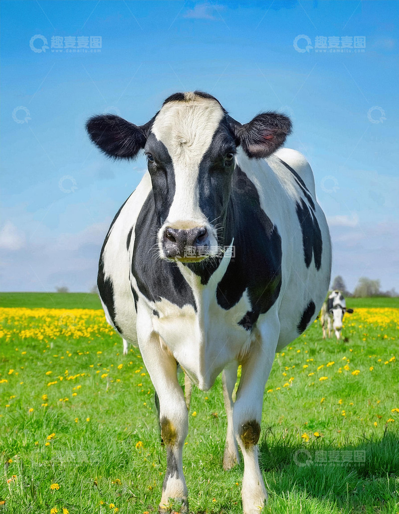 高清大图下载【趣麦麦图】奶牛的绿色草地憨态