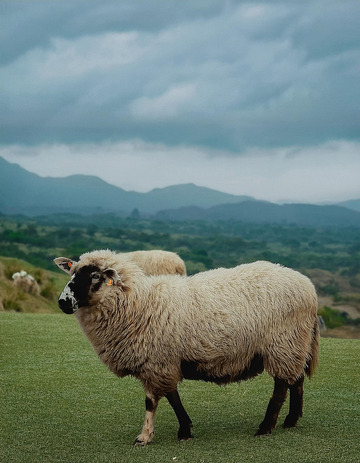 绵羊的自然乐园嬉戏