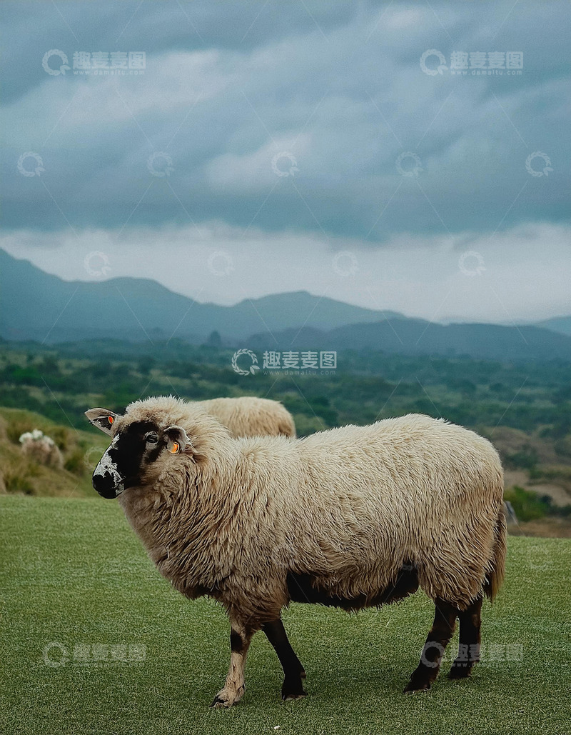 高清大图下载【趣麦麦图】绵羊的自然乐园嬉戏