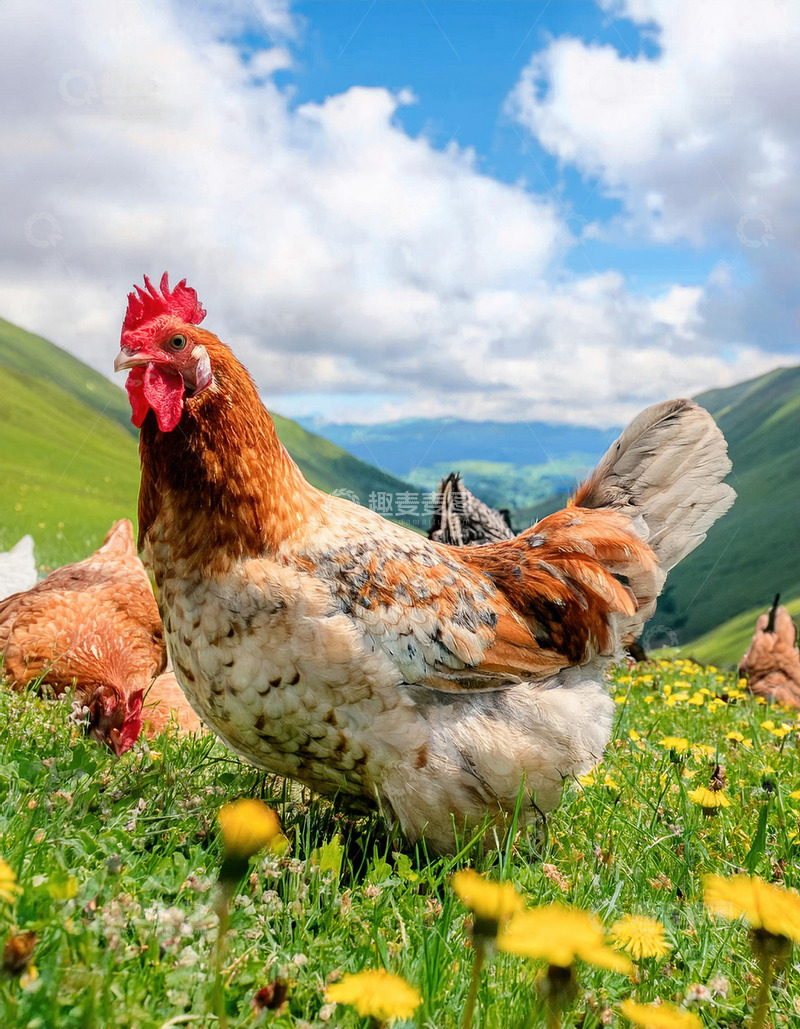 高清大图下载【趣麦麦图】鸡的牧场故事
