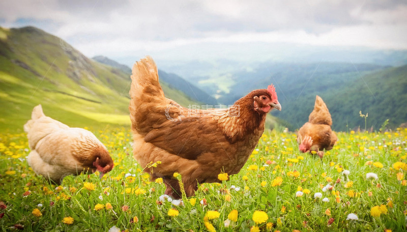 高清大图下载【趣麦麦图】鸡的草地惬意时刻