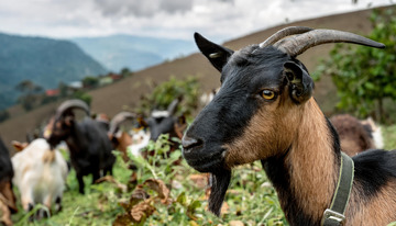 羊的田园牧场画卷1