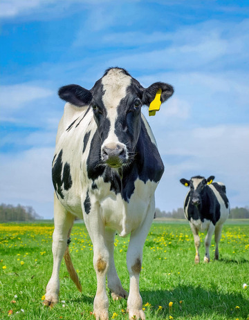 奶牛的自然乐园嬉戏