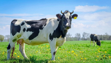 奶牛的山林牧场温馨