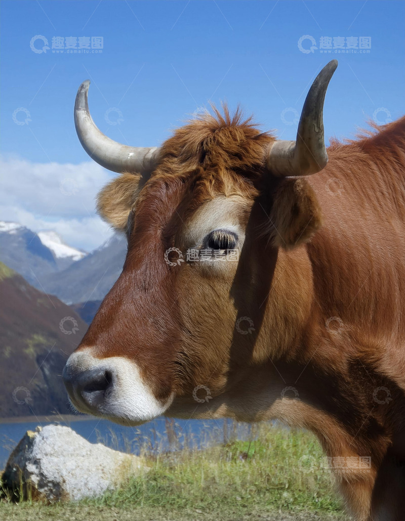 高清大图下载【趣麦麦图】草地黄牛的惬意时刻