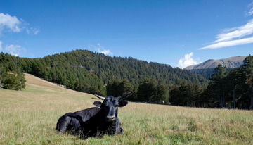 绿草地的黑牛乐园