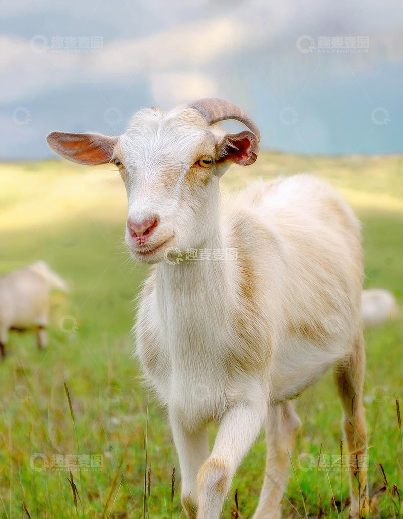 高清大图下载【趣麦麦图】羊的草地惬意时刻