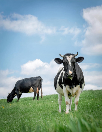 奶牛的乡村风采展示