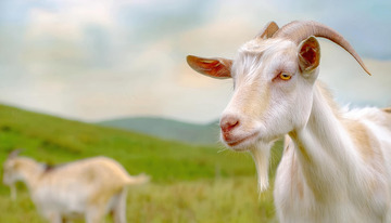 羊的草地悠闲节奏