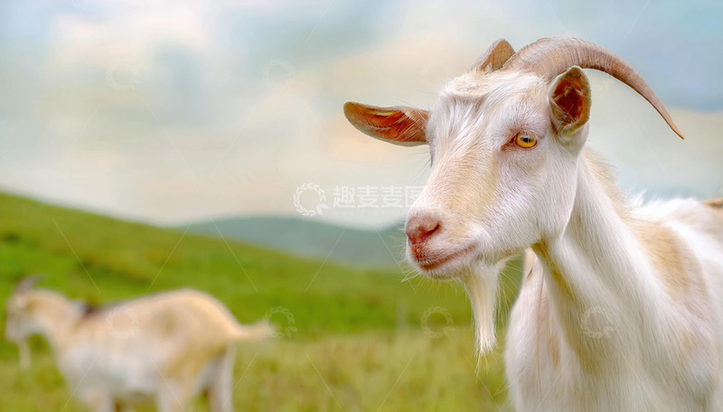 高清大图下载【趣麦麦图】羊的草地悠闲节奏