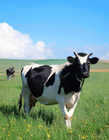 奶牛的田园牧歌回响