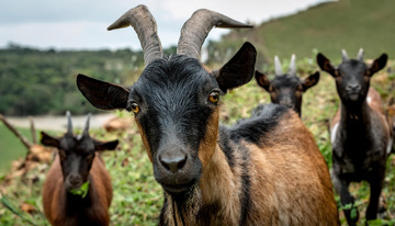 羊的旷野韵味悠长