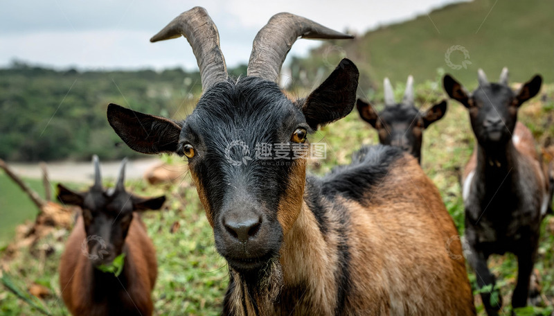 高清大图下载【趣麦麦图】羊的旷野韵味悠长