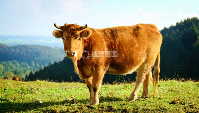 高清大图下载【趣麦麦图】黄牛与山林的和谐之美1