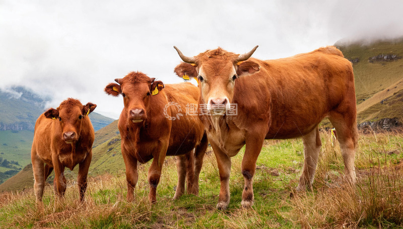 高清大图下载【趣麦麦图】绿草地黄牛的活力四射