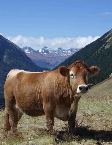 山林边黄牛的恬静时光