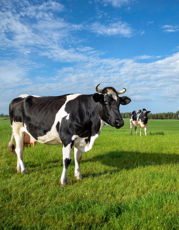 奶牛的广袤草地活力