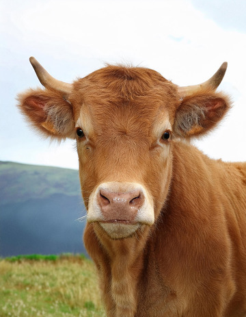 黄牛在绿色草原1