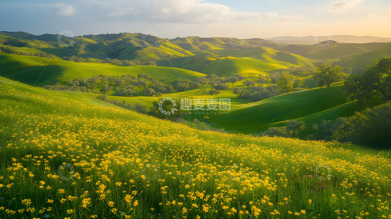 高清大图下载【趣麦麦图】夕阳下金黄色野花覆盖的山丘田园风光