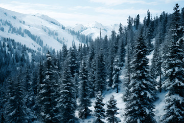 高山雪山上的松树林