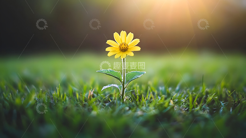 高清大图下载【趣麦麦图】夕阳余晖下独自绽放的黄色小花画面