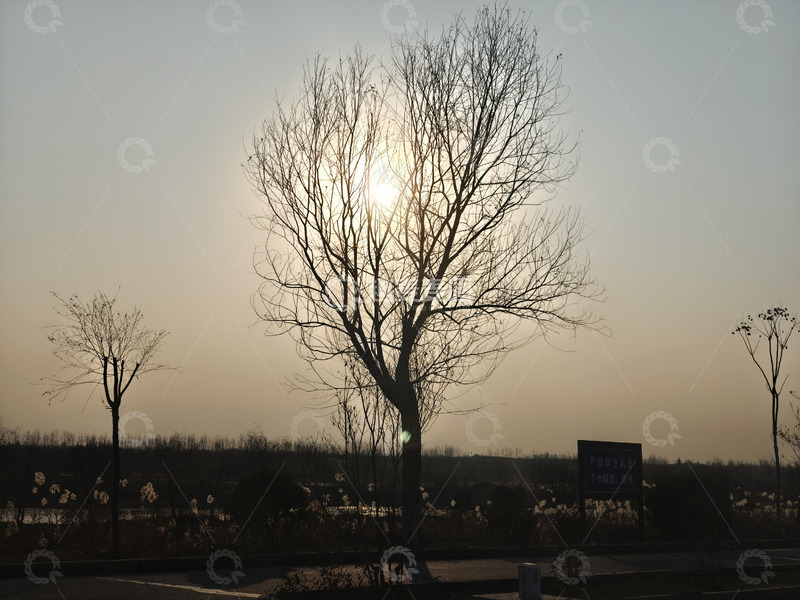 高清大图下载【趣麦麦图】日落大树剪影