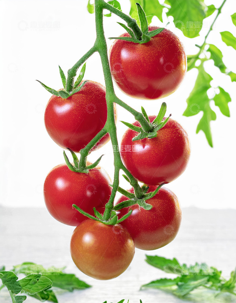高清大图下载【趣麦麦图】未采摘的圣女果和叶子