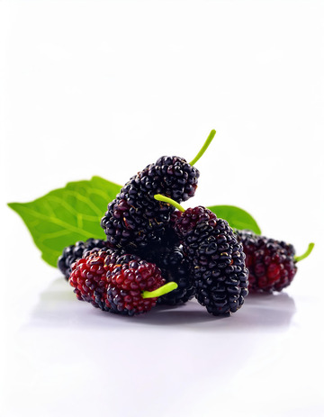 桑葚种植的果实精品展示