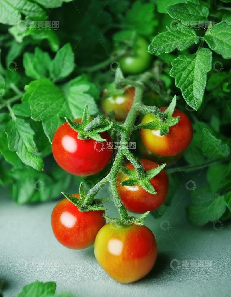 高清大图下载【趣麦麦图】未采摘的圣女果1