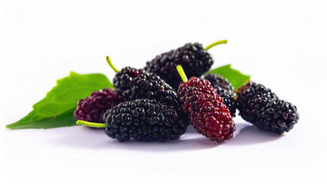 桑葚种植的丰收喜悦