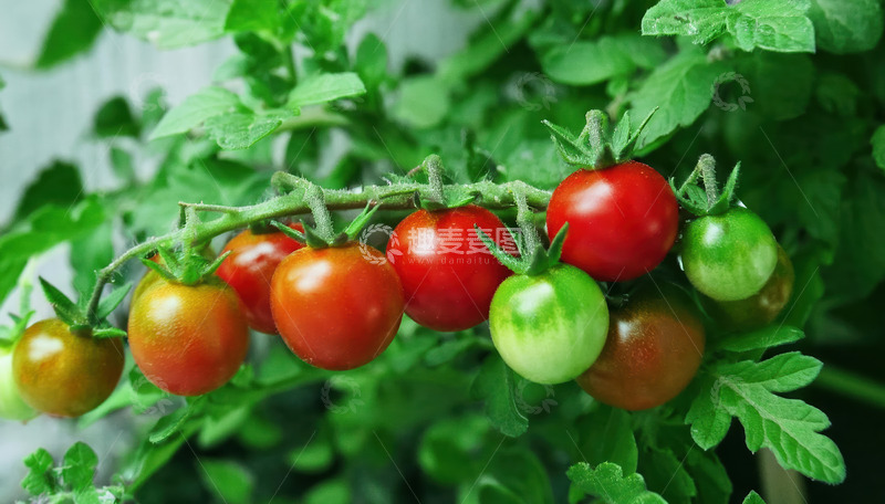 高清大图下载【趣麦麦图】红色圣女果的多汁果肉诱惑