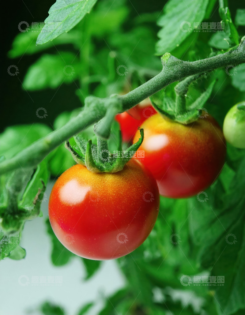 高清大图下载【趣麦麦图】-未采摘的圣女果