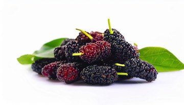 美味桑葚的口感期待