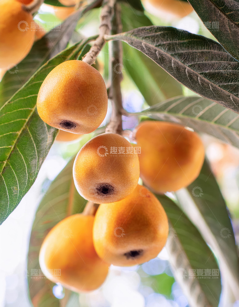高清大图下载【趣麦麦图】枇杷的饱满椭圆之美