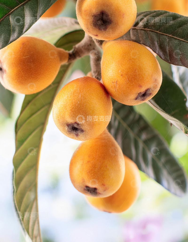 高清大图下载【趣麦麦图】枇杷的果柄独特之美