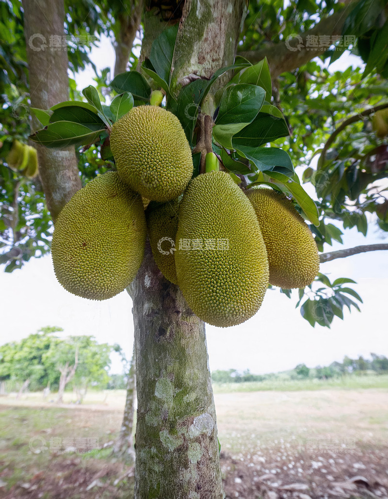 高清大图下载【趣麦麦图】波罗蜜树：果实累累的生机盎然